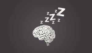 brain and sleep