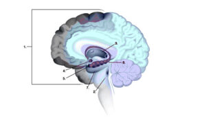 CTE: Areas of Tau Protein Development