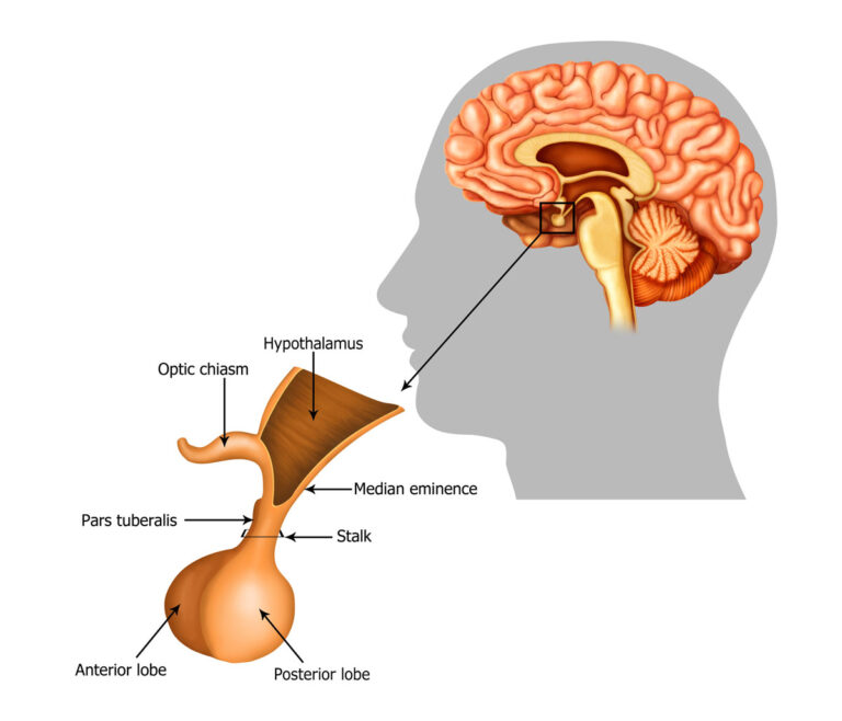 How Does Brain Trauma Affect Brain Hormones? Elizabeth Sandel, M.D.